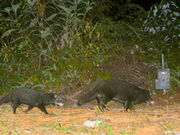 Otterzivette © Andreas Wilting und Azlan Mohamed / Sabah Wildlife Department, Sabah Forestry Department