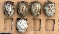 Eines der fünf Eier in diesem Gelege ist anders gemustert. Dies findet man häufig in Gelegen von Fel
Quelle: Bild: Herbert Hoi / Vetmeduni Vienna (idw)