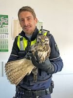 Polizeikommissar Christian Kaiser fing den Raubvogel, bei dem es sich wahrscheinlich um einen Bussard handelt, mit einem Karton und einer Decke ein und brachte es gemeinsam mit einer Kollegin zur Wache. Bild: Polizei