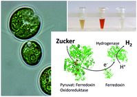 Die einzellige Grünalge Chlamydomonas kann nicht nur mittels Sonnenenergie H2 produzieren, sondern auch im Dunkeln. Die RUB-Forscher deckten die Kombination der verantwortlichen Proteine auf.
Quelle: Bild: AG Photobiotechnologie, RUB (idw)