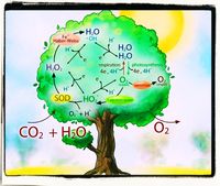 CO2 ist Nahrung der Pflanzen! Und Pflanzen produzieren Sauerstoff. Ein Kreislauf. Wer ihn zerstört, tötet das Leben auf dem Planeten (Symbolbild)