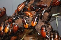 Madagaskar-Fauchschaben (Gromphadorhina portentosa)