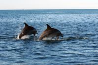 Zwei Delfin-Männchen in der Shark Bay.
Quelle: The Dolphin Alliance Project (idw)