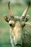 Ausgewachsene männliche Saiga (Saiga tatarica)