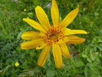 Die Heilpflanze Arnika (Arnica montana) ist in Norddeutschland bereits fast ausgestorben.
Quelle: Foto: V. Duwe / Botanischer Garten und Botanisches Museum Berlin (idw)
