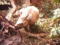 Die Nashorn-Mütter mit ihren Kälbern wurden im Ujung Kulon Nationalpark im Südwesten der indonesischen Insel Java entdeckt. Bild: WWF-Indonesia / Balai Tnuk 