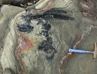 Artikuliertes Skelett eines Ichthyosauriers aus dem Nationalpark Torres del Paine
Quelle: Fotonachweis: W. Stinnesbeck (idw)