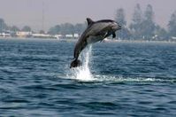 Patendelfin "Vitali-Pal" hebt ab, Paracas-Bucht, Peru, ©J.Reyes