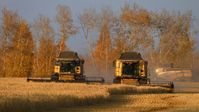 Auf dem Bild: Mähdrescher bringen Getreide im Gebiet Krasnojarsk ein, 22. September 2022.