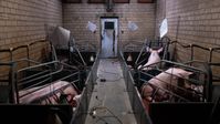 Sauen wochenlang in körpergroßen Abferkelkäfigen fixiert.  Bild: Animal Rights Watch e.V. Fotograf: Animal Rights Watch e.V.