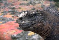 Eine bisher unentdeckte Unterart von Leguanen auf den Galápagos-Inseln - die Godzilla-Meerechse (Amblyrhynchus cristatus godzilla) Quelle: Amy MacLeod/TU Braunschweig (idw)