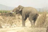 Einzelner wilder Bulle im indischen Corbett-Nationalpark