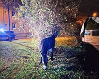 Esel in Straulsund Bild: Polizei