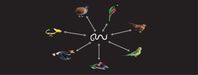 Die Forscher fanden in sieben Vogelgruppen DNA-Fossilien von Fadenwürmern (im Uhrzeigersinn): Trogon
Quelle: © Darstellung: Alexander Suh und Jon Fjeldsa (idw)