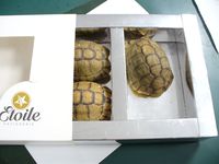 lebendes Schildkröten in Schokoladenverpackung