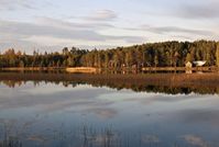 Goldenes Lappland: Das weiche Herbstlicht lässt die Wälder in goldenen Farben erstrahlen. Bild: Wolfgang Weitlaner