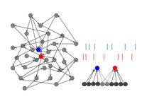 Schematische Darstellung eines neuronalen Netzwerks und der neuronalen Aktivität zweiter Neurone. Links: Zwei Neurone (rot, blau) erhalten von verschiedenen vorgeschalteten Nervenzellen im Netzwerk Informationen. Ein Teil dieser Eingangsinformation ist überlappend. Rechts: Die Antwortsignale der einzelnen Neurone, dargestellt als Folge von Strichen, sind dementsprechend auch zum Teil synchron (erstes blaues und zweites rotes Signal). Bild: Tatjana Tchumatchenko