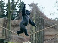 Silberrücken Kidogo bei seinem Seiltanz im Zoo Krefeld