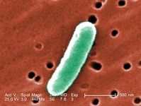 E. coli-Bakterium: Biocomputer wird ein Stück realer. Bild: CDC/Janice H. Carr