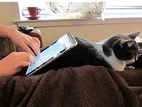 iPad mit Katze: Zu viele Geräte, zu wenig Breitband. Bild: Flickr/Belmont