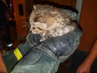 Rettung Babykatze Feuerwehr Forst
Foto: Fabian Geier, Feuerwehr