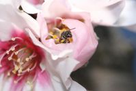 Eine Scheinlappenbiene verlässt eine Mandelblüte in Nordkalifornien.
Quelle: Foto: Alexandra-Maria Klein (idw)