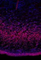 Dieses Bild ist im sich entwickelnden menschlichen Gehirn aufgenommen. Blau sind alle Zellkerne, rosa die neuralen Stammzellen dargestellt. Die untere Schicht Stammzellen haben alle Säugetiere. Die Schicht darüber zeigt die äußere Subventrikularzone mit neuen Stammzellen, die Wieland Huttners Labor 2010 entdeckt hat.
Quelle: MPI-CBG (idw)