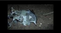Screenshot aus dem Youtube Video "Tod im Parany - Fang von Singvögeln in Spanien - Komitee gegen den Vogelmord "