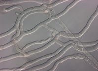 Myzel: Geflecht aus Zellen von Pyronema confluens. Der hier gezeigte Ausschnitt ist etwa 120 Mikrome
Quelle: Stefanie Traeger (idw)