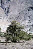 Ein Wacholderbaum im Karakorumgebirge (Nordpakistan) Foto: Forschungszentrum Jülich