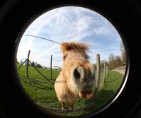 Shetlandponys sind eine von vielen Tieren, die auf dem Rehmannshof gepflegt und versorgt werden wollen.