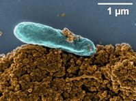 Elektronenmikroskopische Aufnahme des Bakte-riums Shewanella oneidensis MR-1. Dieses Bak-terium ist in der Lage, Eisenminerale und feste Huminstoffe als Elektronenakzeptor zur Atmung zu verwenden. Bild: Sebastian Schädler und Andreas Kappler