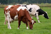 Die Mehrzahl der Verbraucher wünscht sich Kühe auf der Weide. Allerdings stimmt dies nicht mit ihrem Konsumverhalten überein. Quelle: Foto: fotolia (idw)