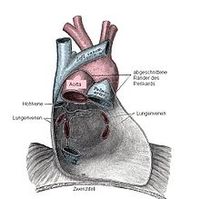 Herzbeutel des Menschen Bild: de.wikipedia.org