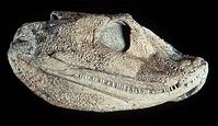 Acanthostega fossil
Quelle: University Museum of Zoology, Cambridge (idw)