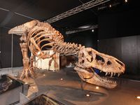 BILD zu OTS - Original T. rex Skelett in Salzburg