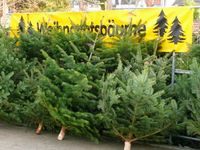 Weihnachtsbäume: Die (Teil-)Tradition einen lebenden Baum zu töten und ihm einige Wochen lang zuzuschauen wie er endgültig stirbt...
