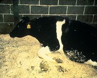 Erscheinungsbild der Enzephalopathie. Die Kuh ist nicht mehr in der Lage zu stehen. Bild: de.wikipedia.org