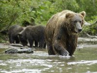 Kamtschatka-Braunbär. © WWF / Peter Prokosch