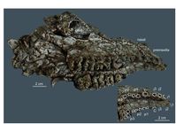 Oberkiefer Bakalovia orientalis
Quelle: Foto: Senckenberg (idw)