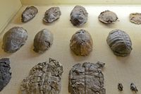 Fossile Schildkröten aus dem ZNS
Quelle: Markus Scholz / Uni Halle (idw)
