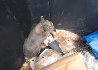 Kaninchen Foto 1