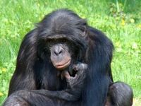 Schimpanse: Er ernährt sich besser als der Mensch.