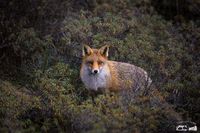 Ist dieser Fuchs ein Elterntier oder nicht? Bild: Wildtierschutz Deutschland e.V. Fotograf: Timo Litters, WTSD