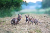 ild: Timo Litters, Wildtierschutz Deutschland"