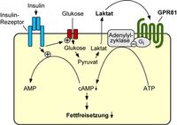 Fettfreisetzung durch Laktat