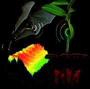 Photomontage von einer an einen Blütenstand von Marcgravia evenia anfliegenden kubanischen Blumenfledermaus (Monophyllus redmani). Das Hohlspiegelblatt über dem Blütenstand reflektiert den Ultraschallruf der Fledermaus. Unten links eine 3D Darstellung eines winkelabhängigen Spektrums des Echos eines Hohlspiegelblattes. Foto: Ralph Simon