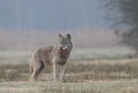 Der Wolf scheut den Konflikt mit Menschen und weicht ihnen aus. Bild: Wildtierschutz Deutschland e.V. Fotograf: Michael Hamann