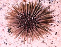 Regulärer Seeigel - Echinometra mathaei