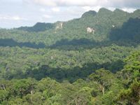 Intakter Regenwald in Zentral Kalimantan (geplantes Schutzgebiet „Heart of Borneo“)
Quelle: Foto: C. Brühl/Uni Landau (idw)